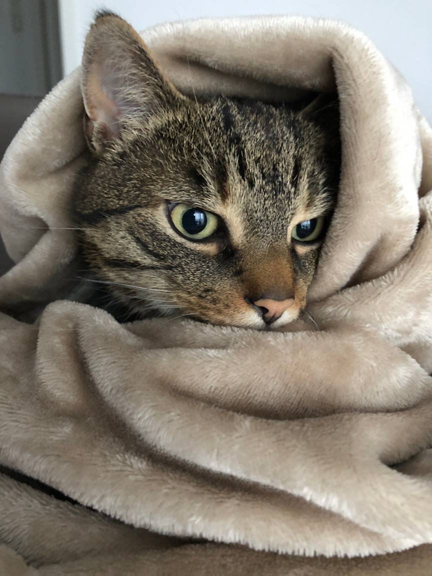 Kater Simba kuschelt sich gerne...