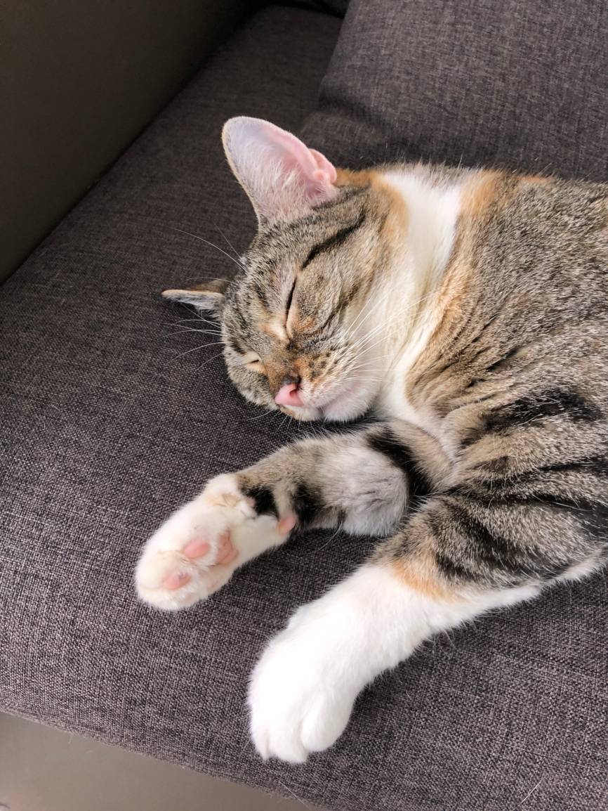 Unter @sinalamba findet man Simba und Nala auch bei...