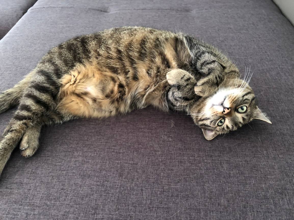 Simba und Nala leben seit sieben Monaten bei unserem...