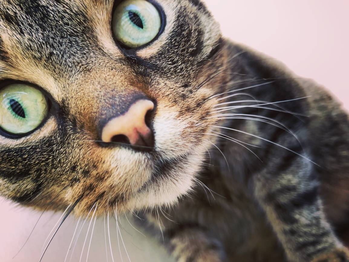 Selfies kann Simba...