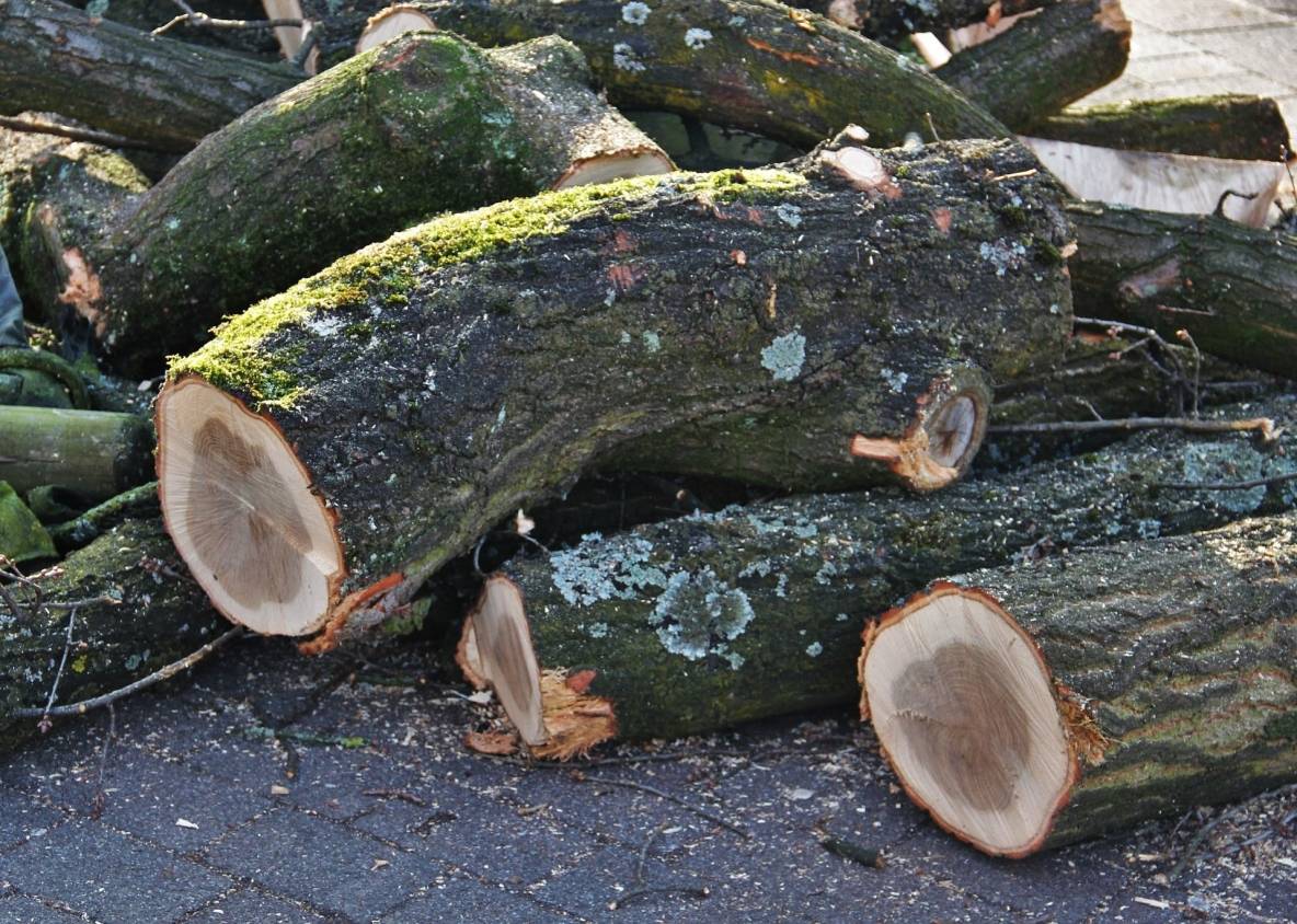 Gartenamt entfernt kranke, geschädigte Bäume