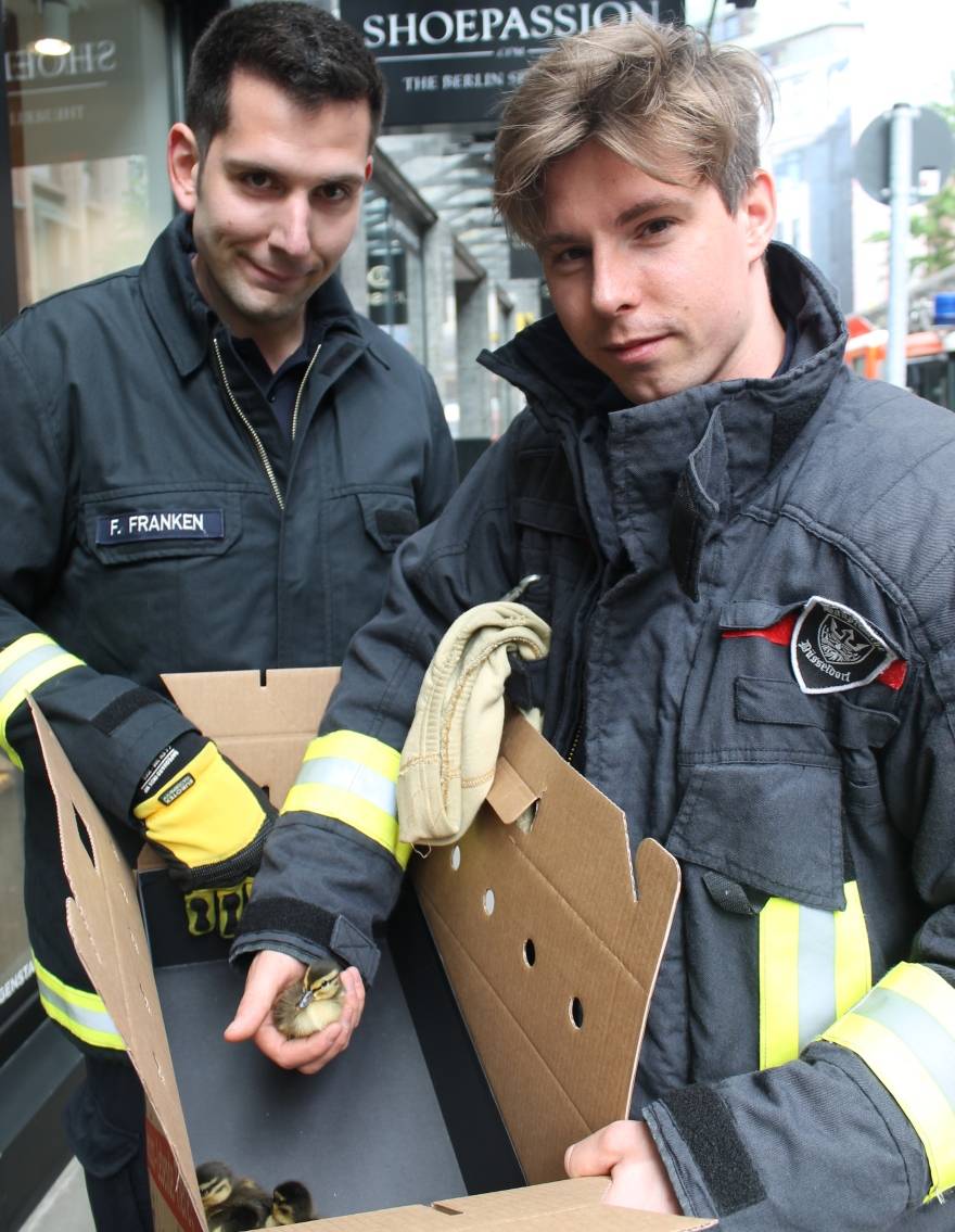 Herzschlag-Moment in der Düsseldorfer Anzeiger-Redaktion: Sechs Entenküken auf der Blumenstraße gerettet