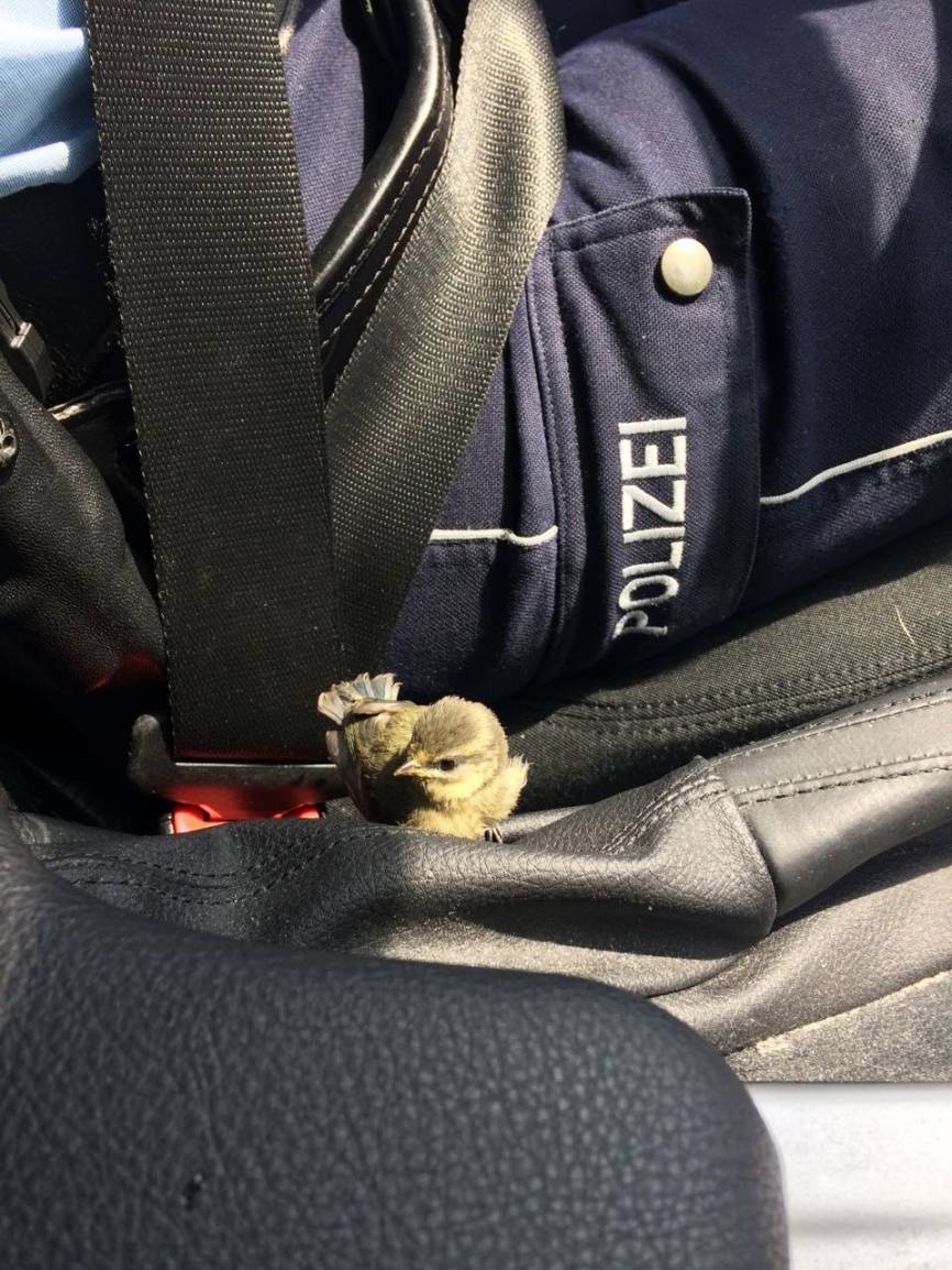Polizei rettet jungen Singvogel