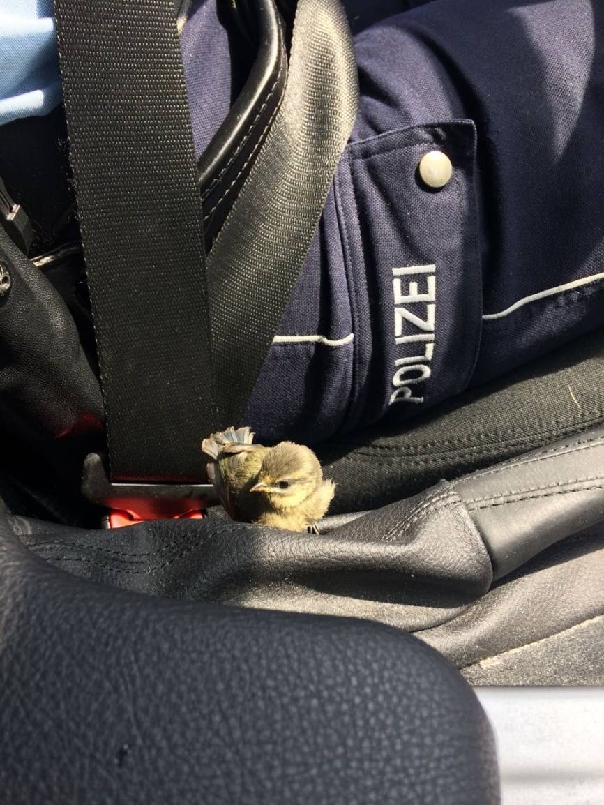  Der Jungvogel im Polizeiwagen. 