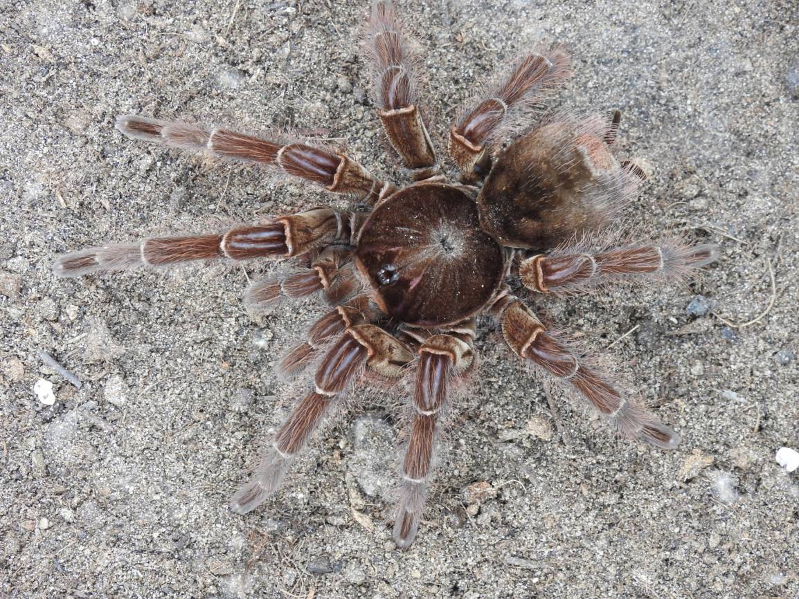  Die Goliath-Vogelspinne (Teraphosa blondi). 