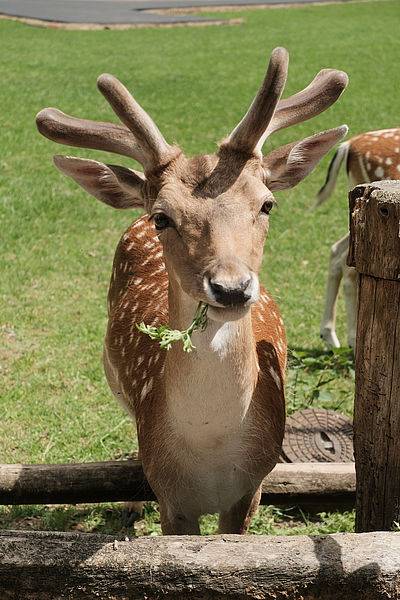 Sammelaktion für die Tiere im Wildpark Grafenberg