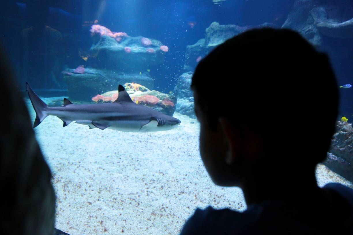 Aquazoo freut sich über 400.000 Besucher