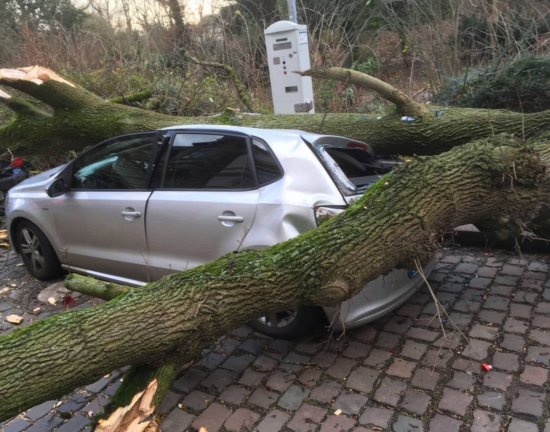  Auf der Inselstraße fiel dieser Baum auf ein dort parkendes Auto. 