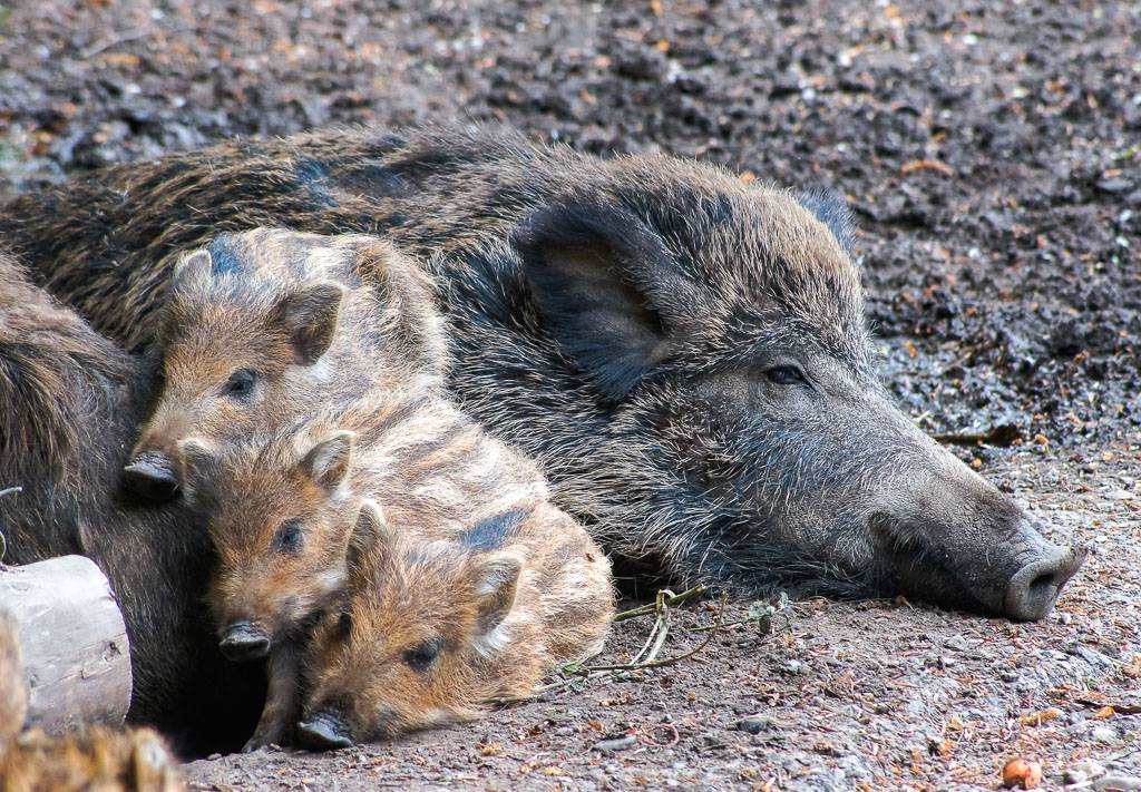 Nachwuchs im Wildpark