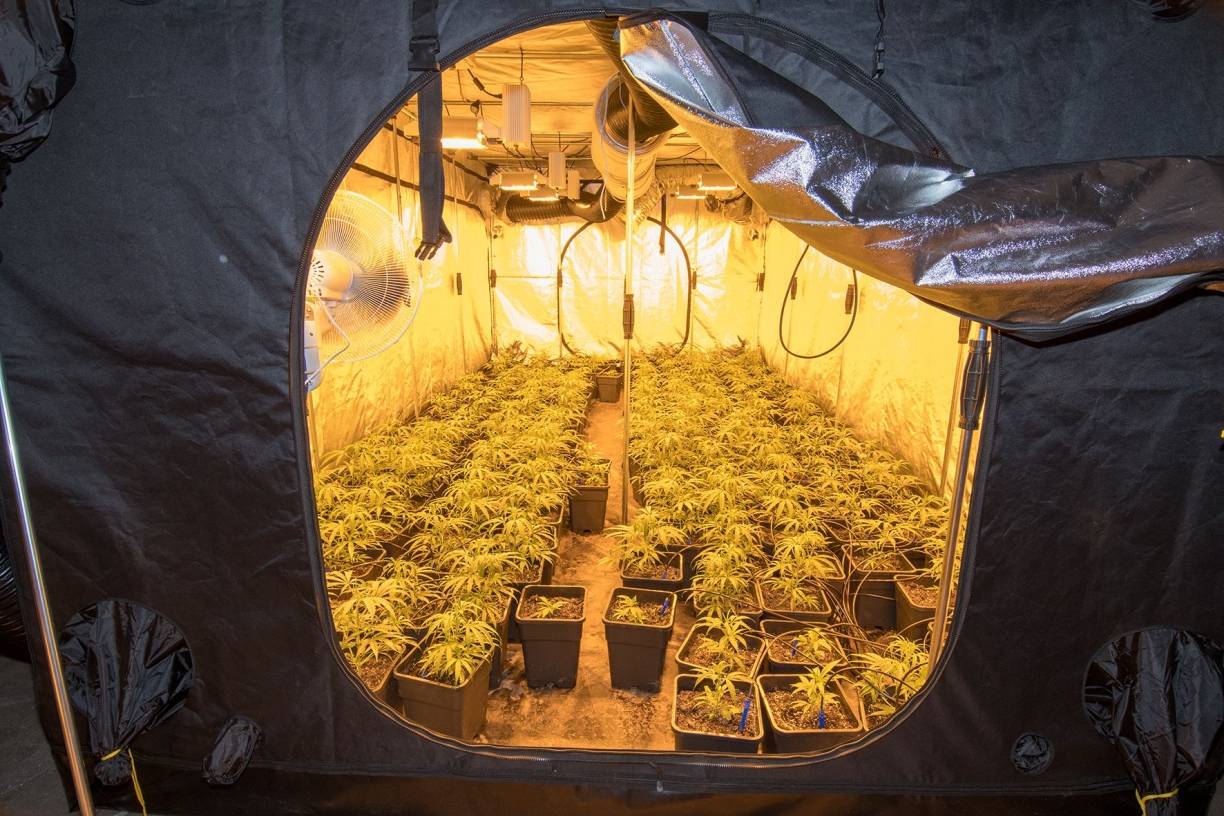 Polizei stellt 240 Marihuana-Pflanzen sicher