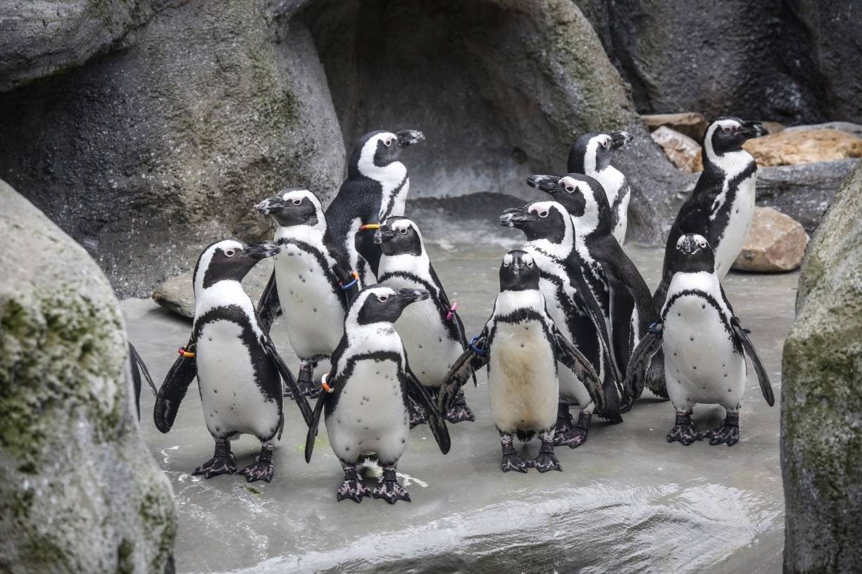 Pinguinbecken im Aquazoo muss repariert werden