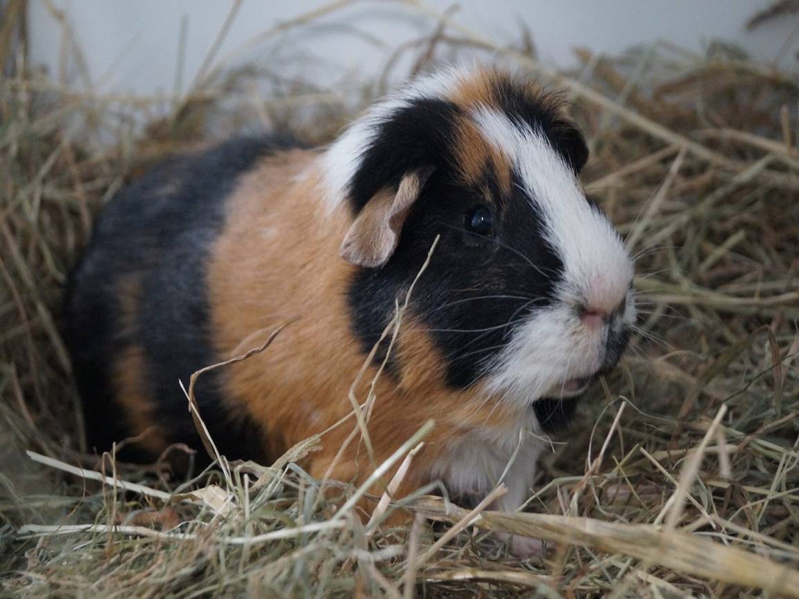 Meerschweinchen Arthur sucht ein ruhiges Heim