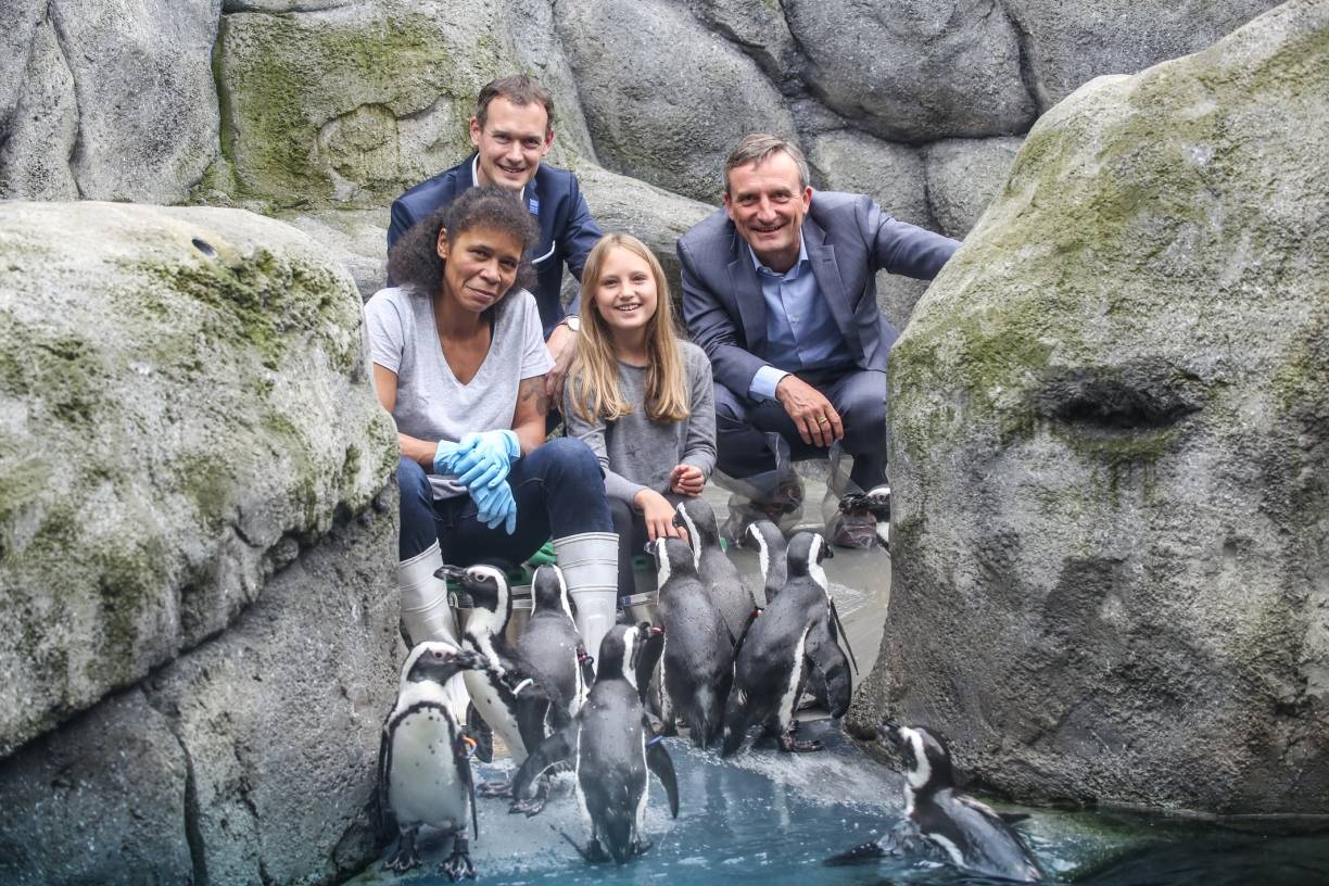  Charlotte Geisel hat Spaß mit den kleinen Frackträgern. Papa Thomas ist ebenso dabei wie Tierpflegerin Bettina Hütten und Aquazoo-Direktor Dr. Jochen Reiter. Der wünscht sich jetzt ganz viele neue Paten für sein Haus. 