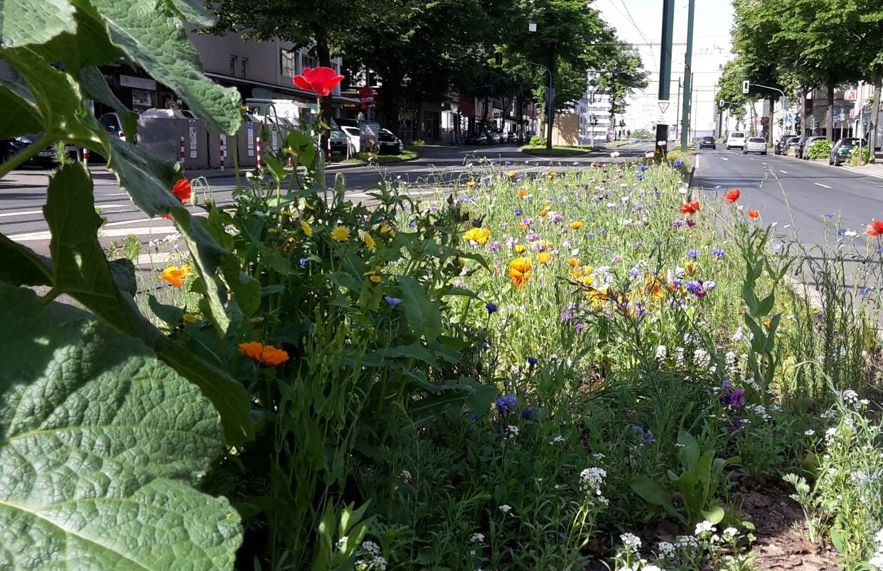 So blüht die "Düsseldorfer Mischung"