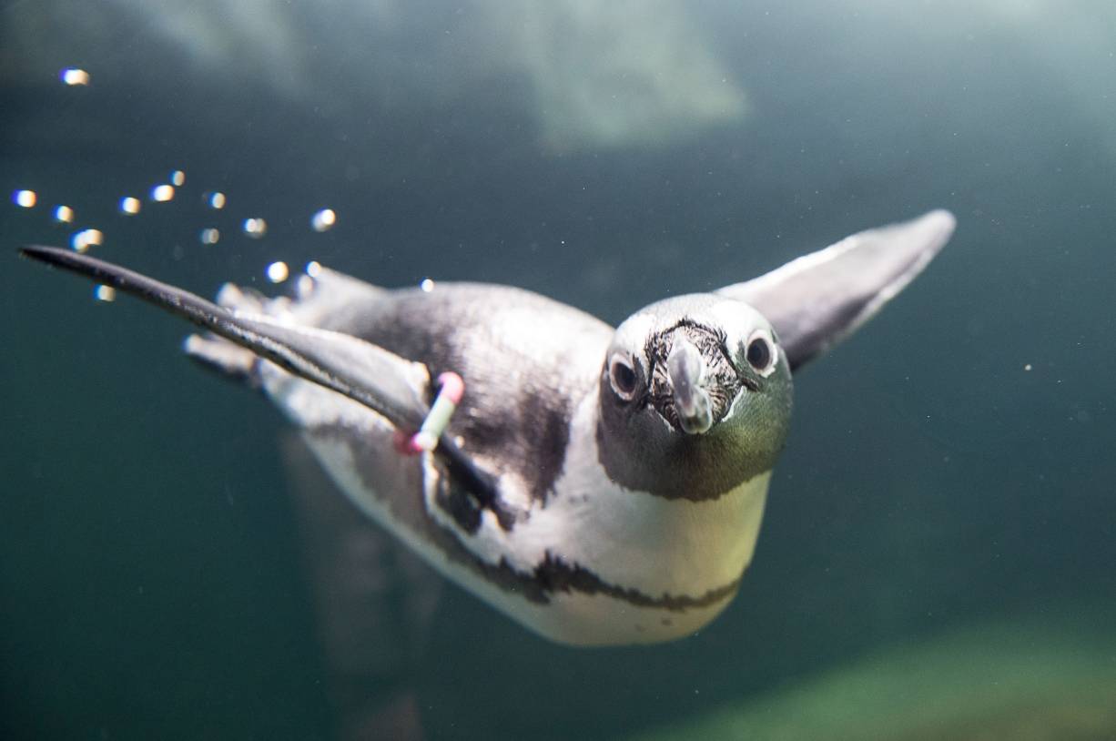 Am 22. September ist Wiedereröffnung: Dein Augenblick im Aquazoo
