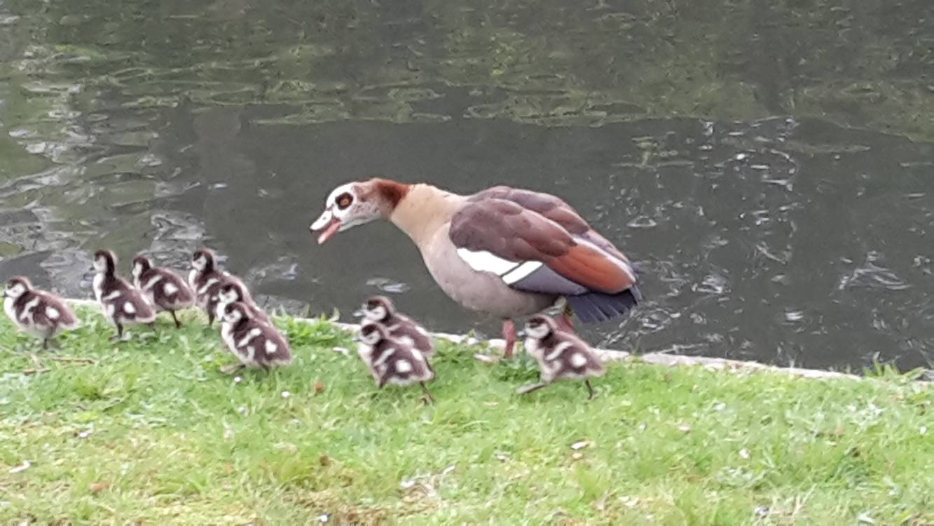 Liebe Nilgänse,