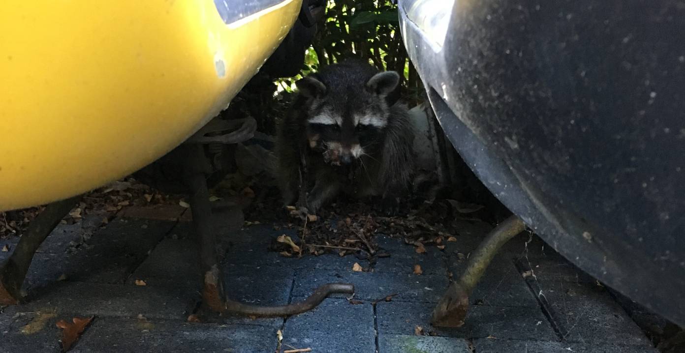 Verletzter Waschbär musste eingeschläfert werden