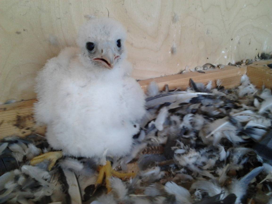  Der neugeborene Düsseldorfer Wanderfalke. 