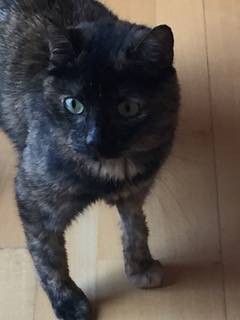  Katze Nell sieht nach ein paar Tagen bei Stefanie Koch schon etwas erholter aus.  