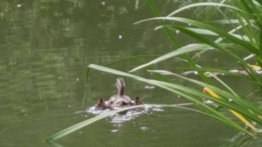  Die Polizisten brachten die Enten-Familie in den Volksgarten.  