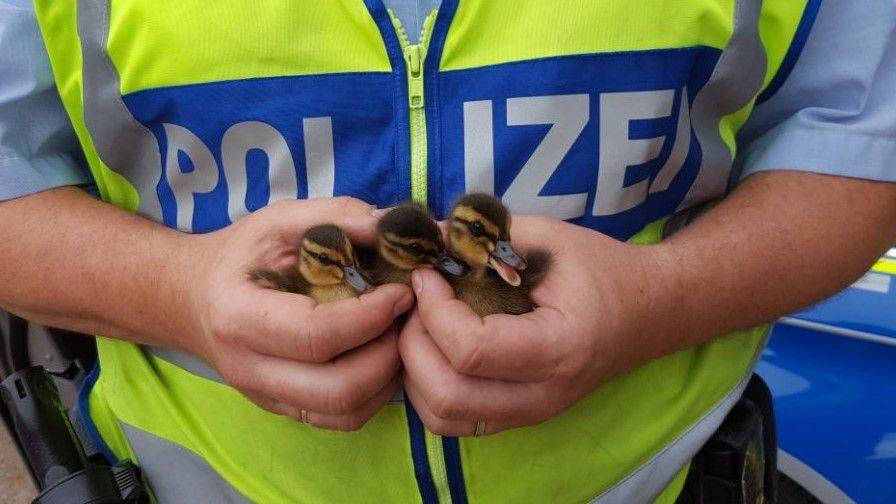 Entenfamilie unternimmt Ausflug auf der A46