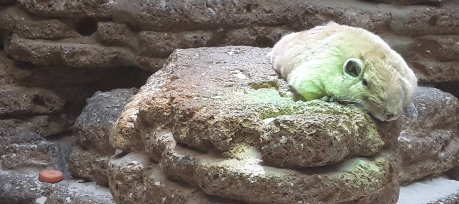  Tiefenentspannt: Die Gundis im Aquazoo Löbbecke-Museum liegen vor allem ziemlich gerne herum. Das liegt daran, dass in ihrem Lebensraum große Hitze herrscht. 