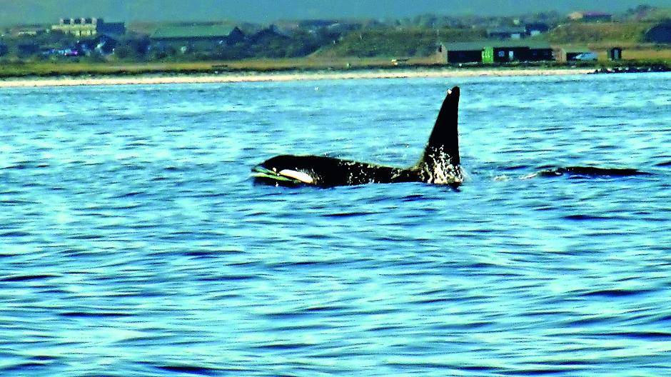  Ein Orka pflügt durch den Nordatlantik vor der norwegischen Küste.  
