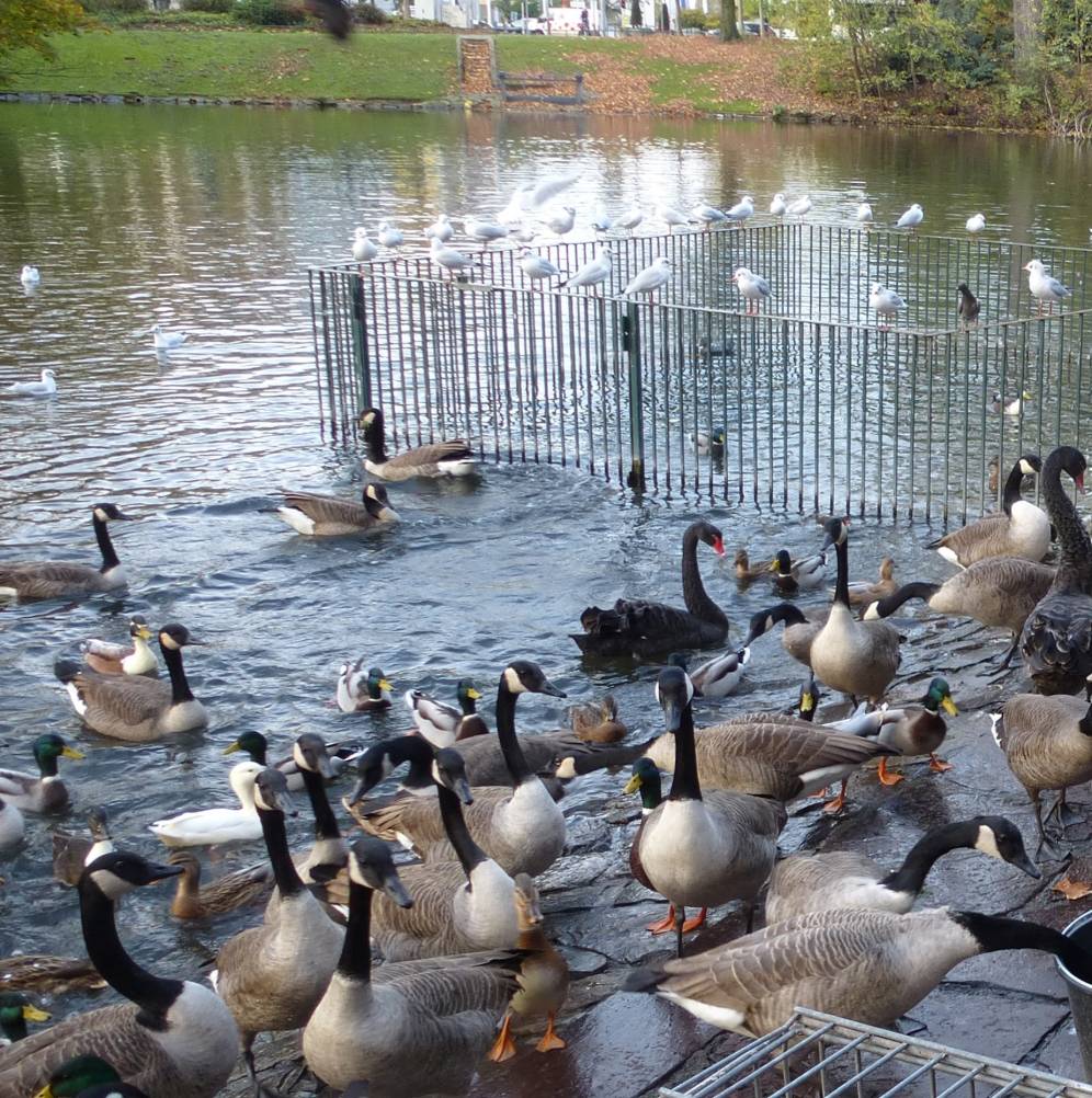 Mein lieber Schwan, was für ein Gezwitscher