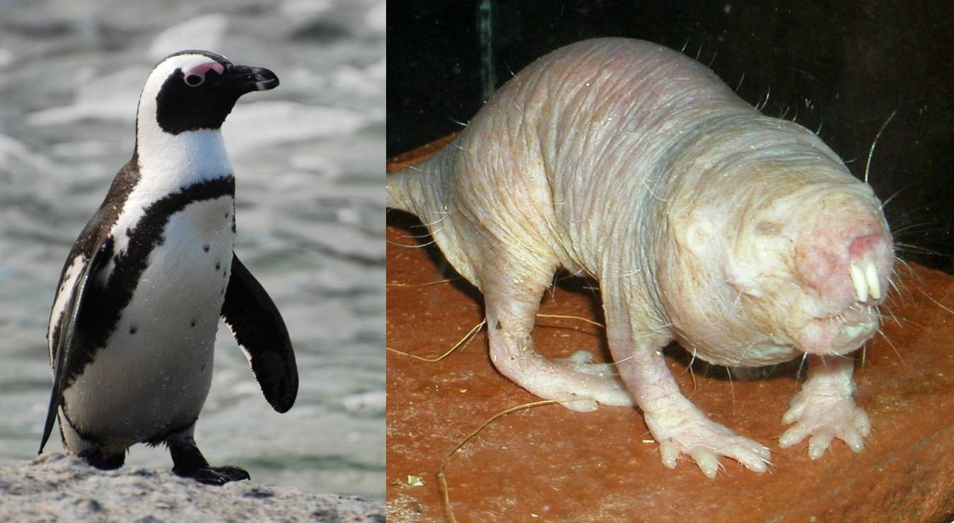  Wahre Schönheit kommt von innen! Der Nacktmull gehört zu den neuen Bewohnern des Aquazoos. Eine seiner Stärken: Er ist sehr, sehr sozial und schmerzfrei. Die Brillenpinguine haben es in der Publikumsgunst sicherlich einfacher. Sie sind von Hause schon putzig.  
