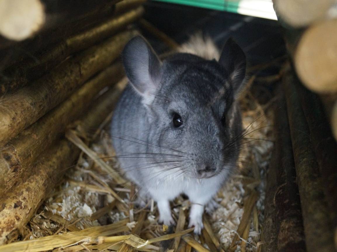 Ein Chinchilla namens Mephisto