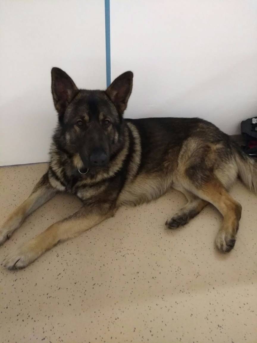 Zugelaufen: Schäferhund auf Feuerwache entdeckt