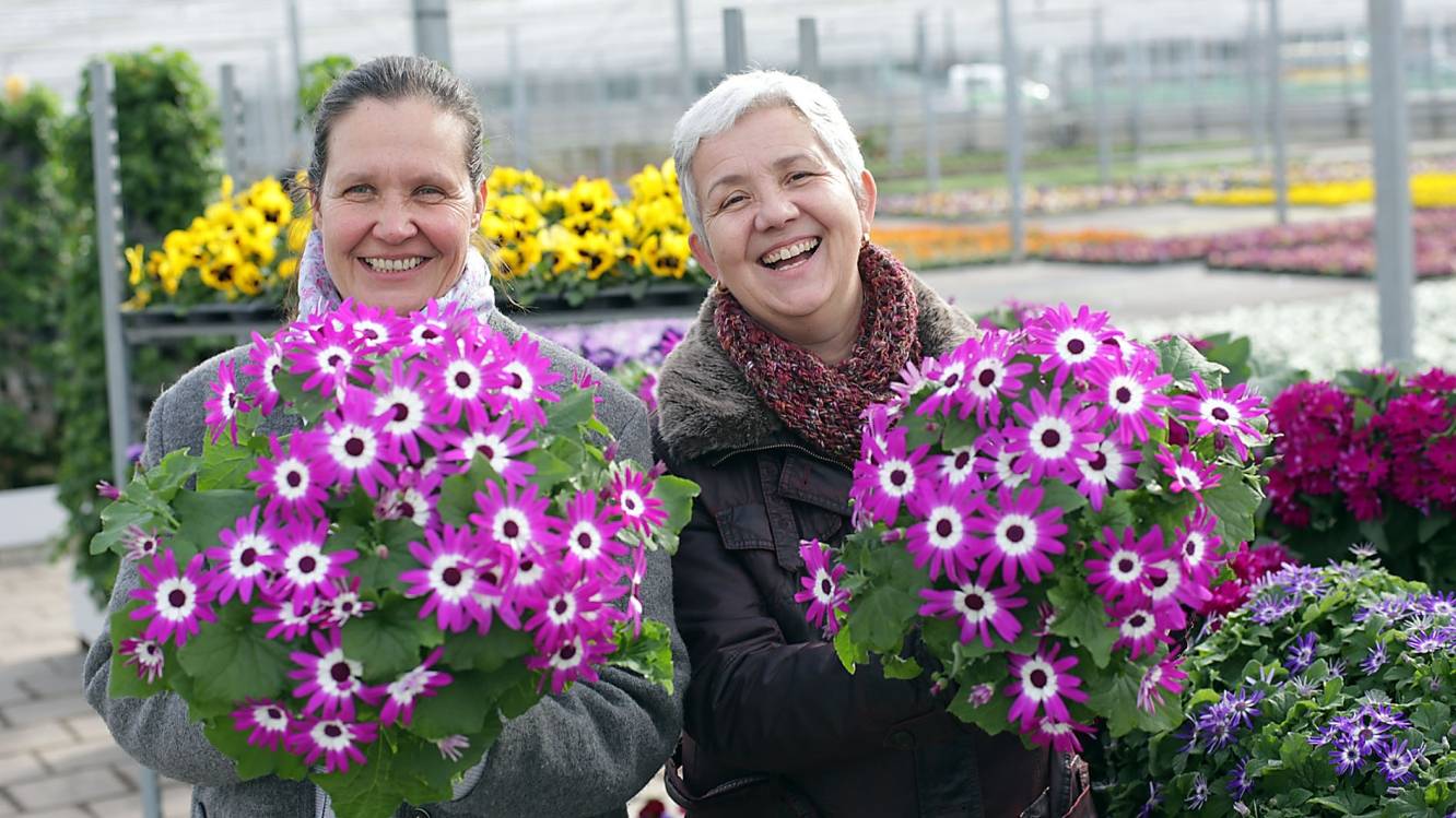  Gartenamtsleiterin Doris Törkel (rechts) und die Leiterin der Stadtgärtnerei Silke Wilhelm Wippermann präsentieren ausgewählte Frühjahrsblumen: die Senecio-Cruentus-Hybriden. 