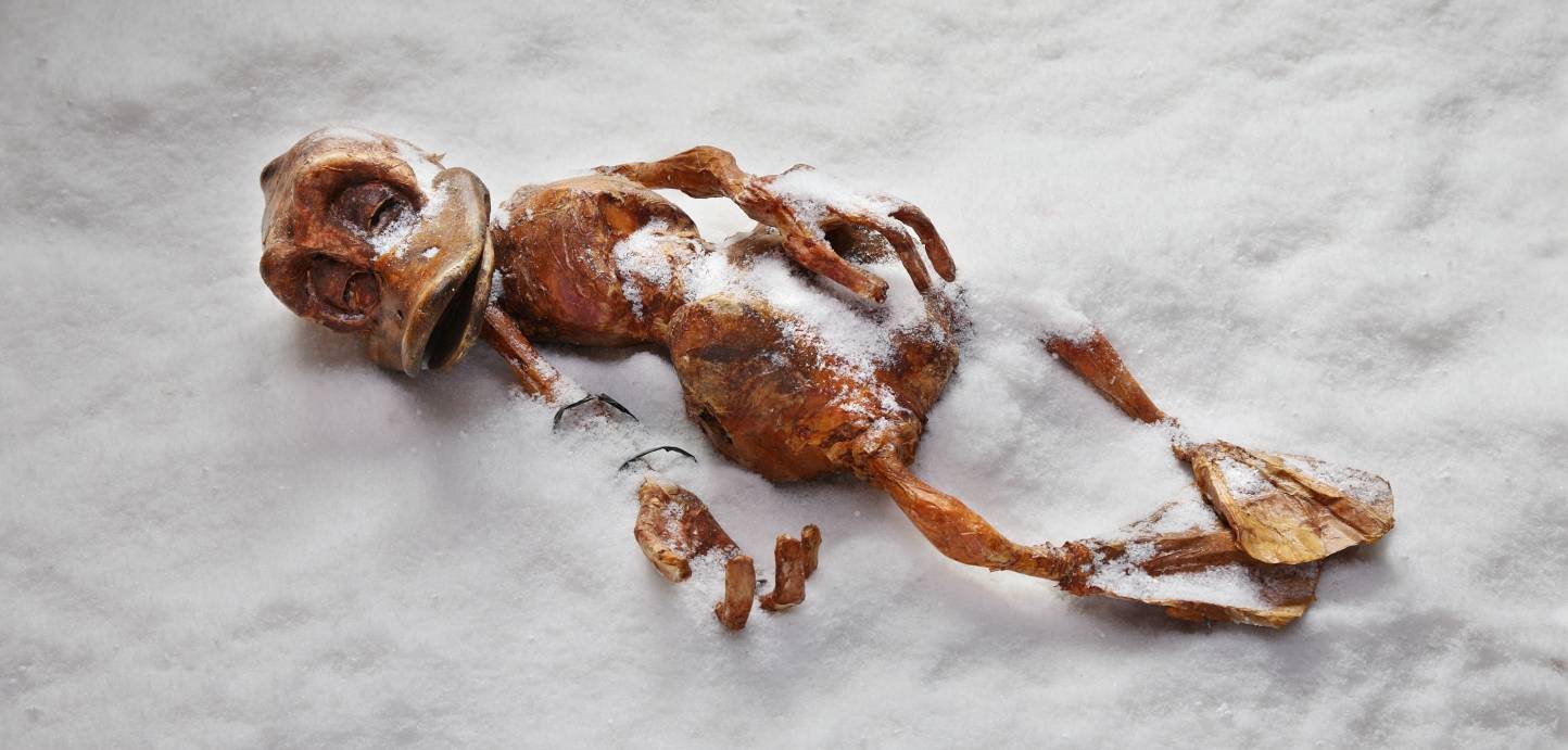 Der Ötzi war gestern. Hier kommt Dötzi. 