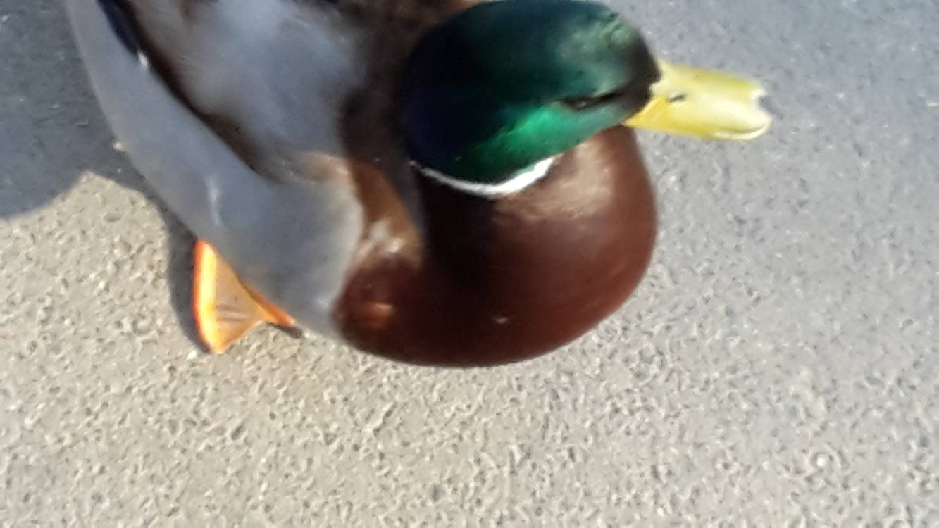  Edgar 