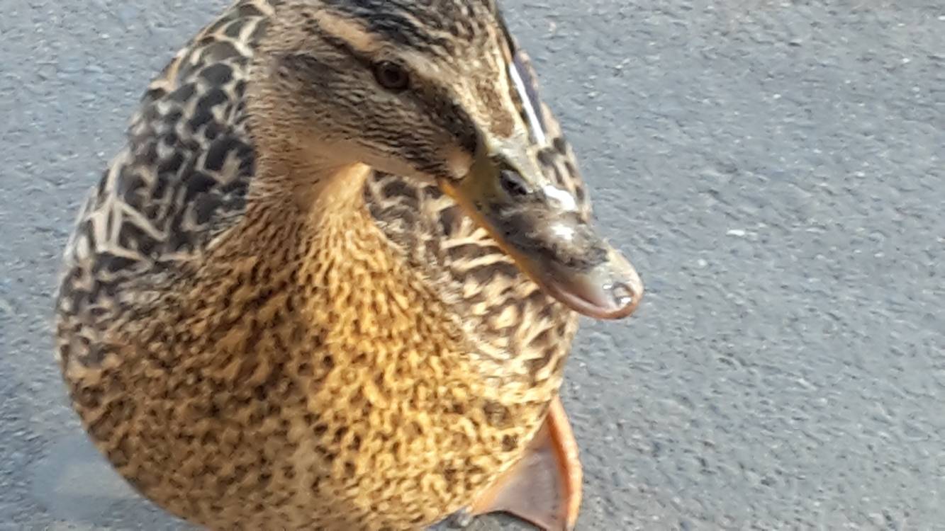  Edna 
