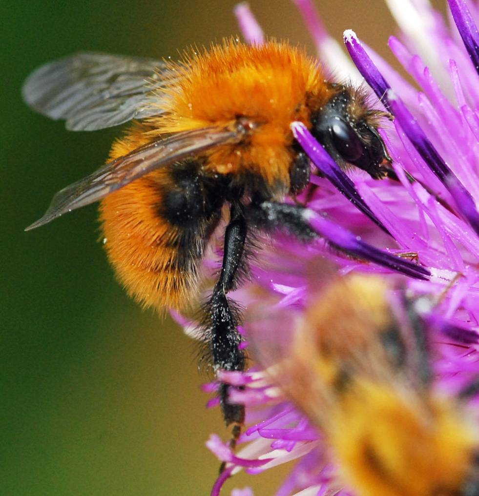 Hummel platt? Retten Sie!