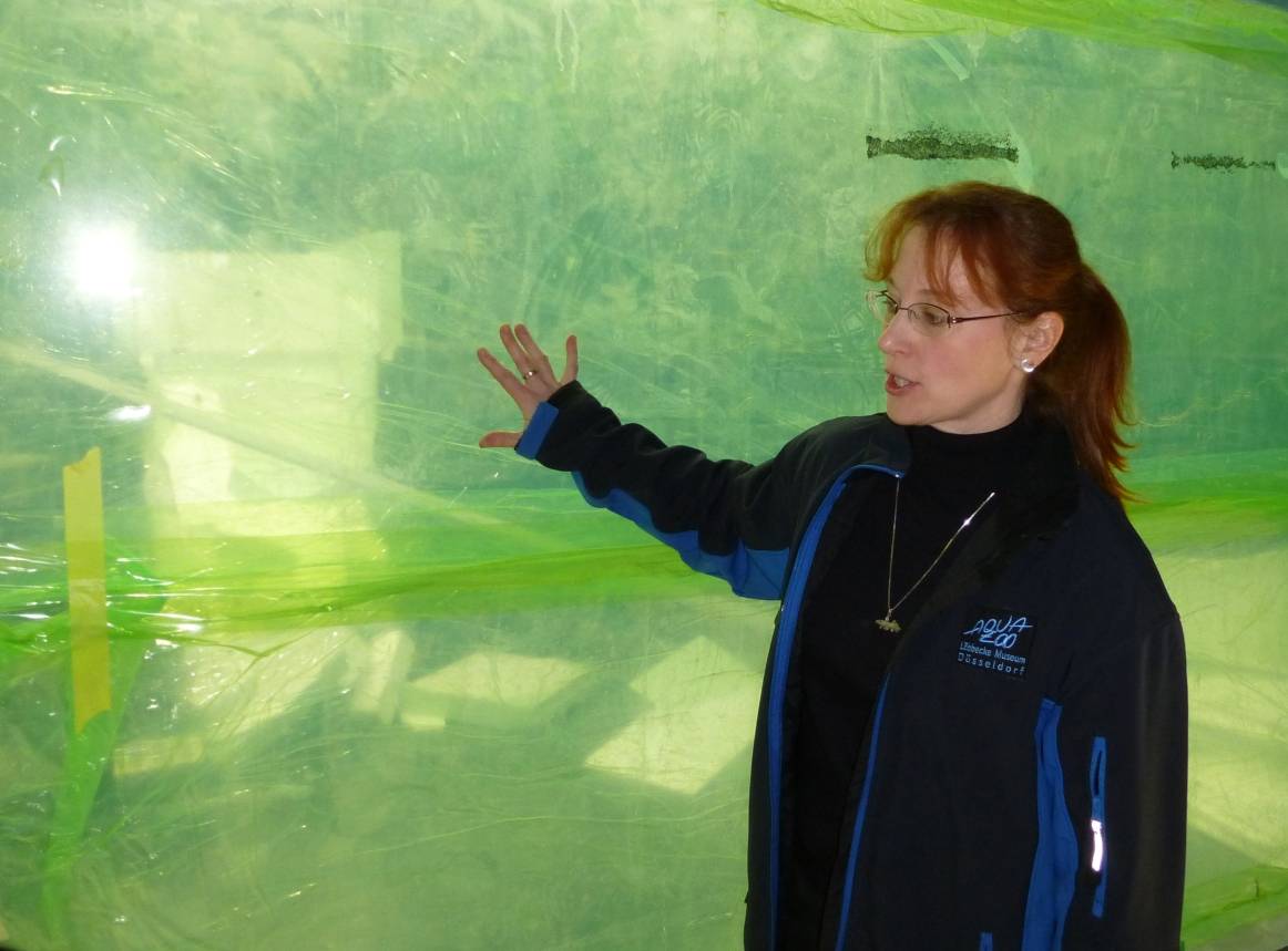  Die stellvertretende Aquazoo-Leiterin Sandra Honigs vor einem der großen Aquarien. Die Scheibe ist noch mit Schutzfolie verkleidet. 