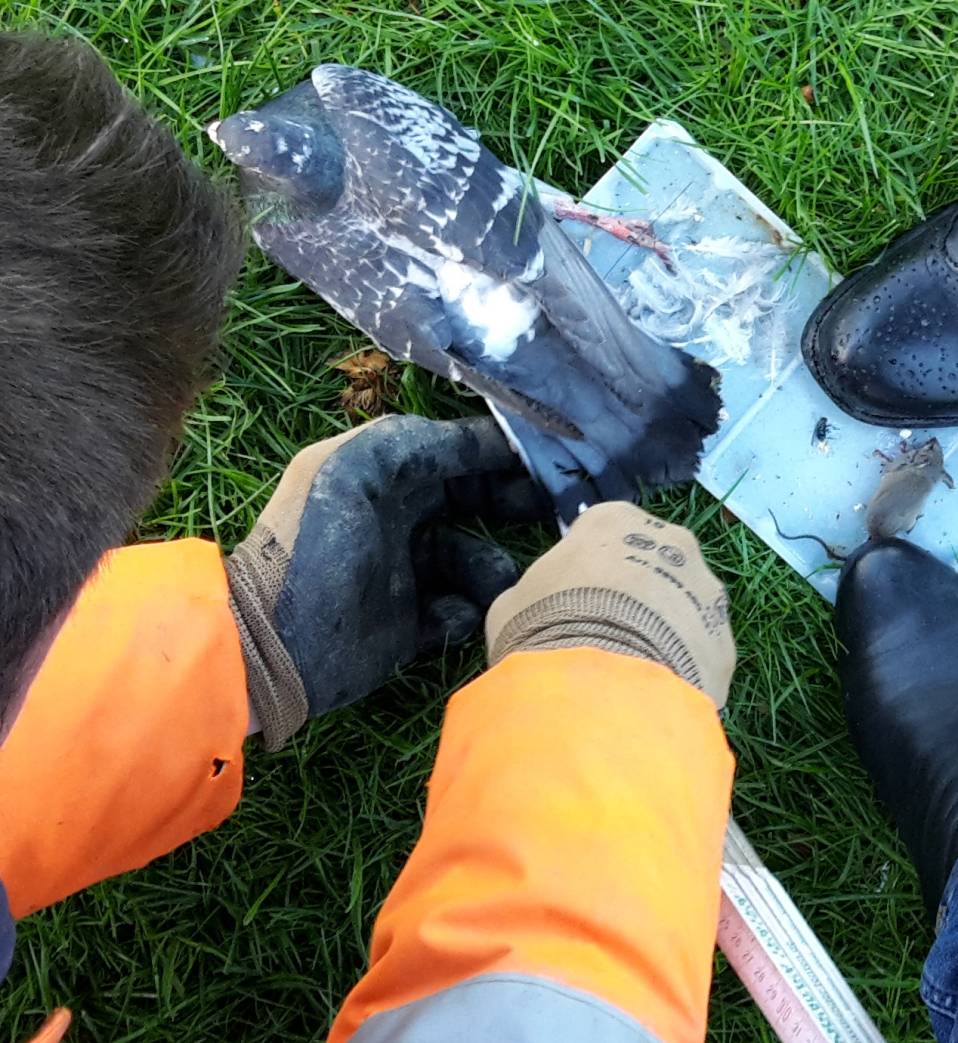  Rettungsaktion am frühen Morgen. Das Düsseldorfer Veterinäramt stellt klar: Die Verwendung solcher Klebefallen ist unzulässig. Es handelt sich um einen Verstoß gegen das Tierschutzgesetz, der mit Freiheitsstrafen bis zu drei Jahren geahndet werden kann. Oder mit empfindlichen Geldstrafen. Auch professionelle Schädlingsbekämpfer dürfen diese Fallen nicht verwenden. Falls doch, droht ihnen der Verlust ihrer Zulassung. Paradox: Man kann diese Fallen problemlos im Internet kaufen. 