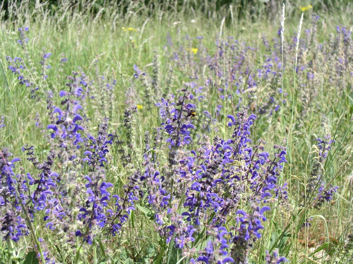  Auch der Wiesensalbei ist im Sommer hier zu finden. 