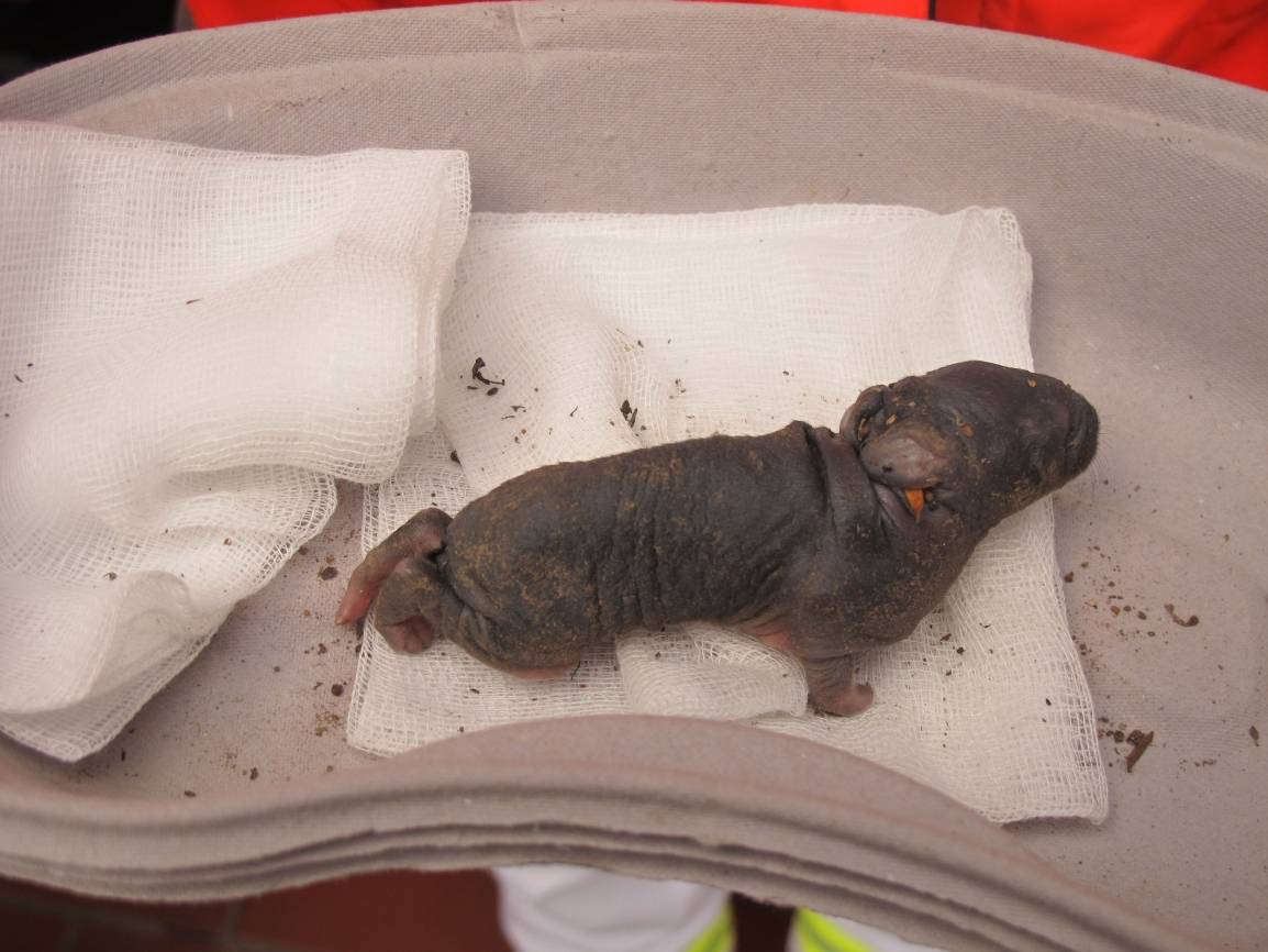 Feuerwehr rettet hilfloses Tierbaby an der Tonhalle