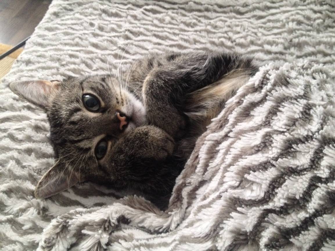  Schnuki auf dem Sofa. 