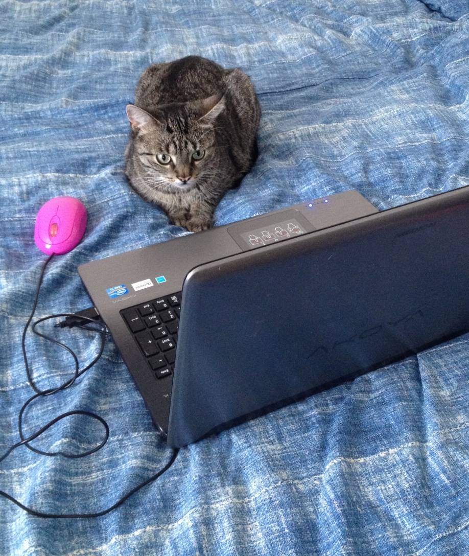  Katze Schnuki guckt gerne Katzen-Videos. 