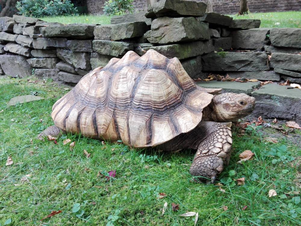 Riesenschildkröte spazierte durch Garten in Flingern