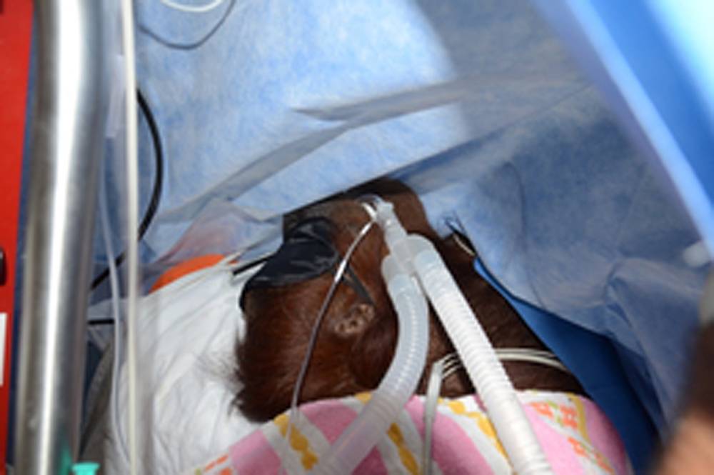  Die Tumor-OP an Orang-Utan Dame Cheemo dauerte rund 2 Stunden.  