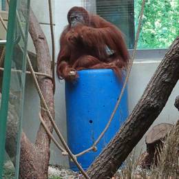  Die Orang-Utan Dame hat die Operation gut überstanden.  