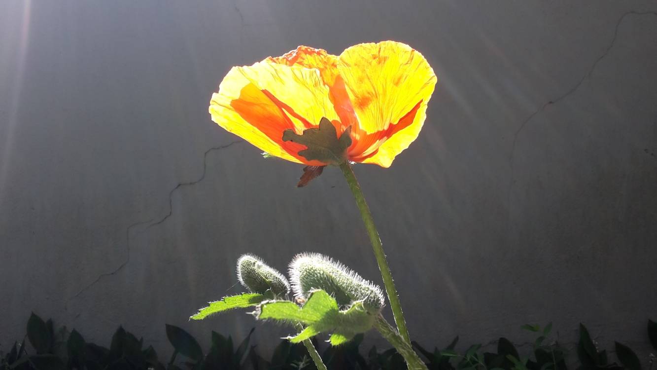 Offene Gartenpforte am Wochenende