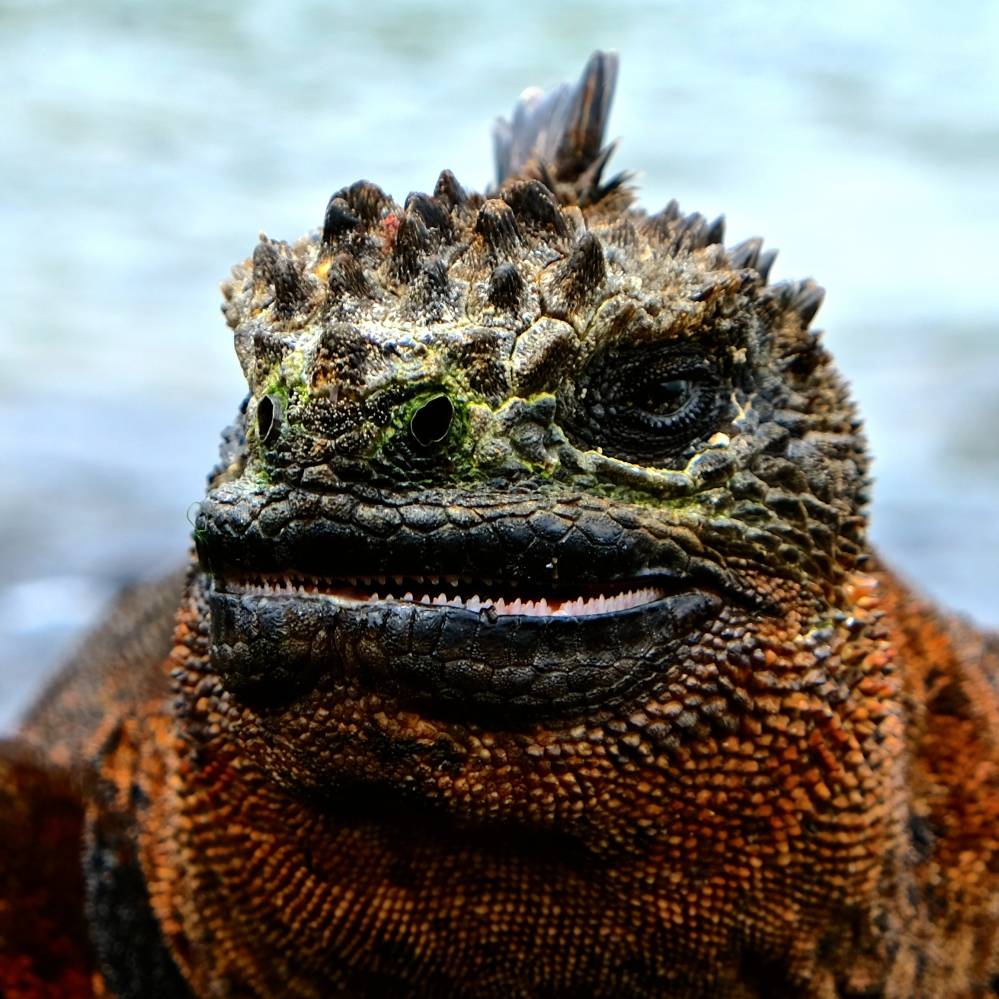  Zeugen der (Ur-)Zeit: Die enorme Artenvielfalt auf den ebenfalls zu Ecuador zählenden Galapagos-Inseln bietet nicht nur ausdrucksstarke Leguan-Motive. 