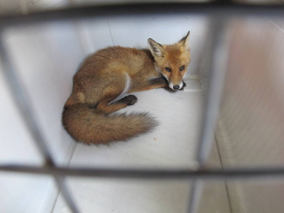 Ein Fuchs bei der Feuerwehr