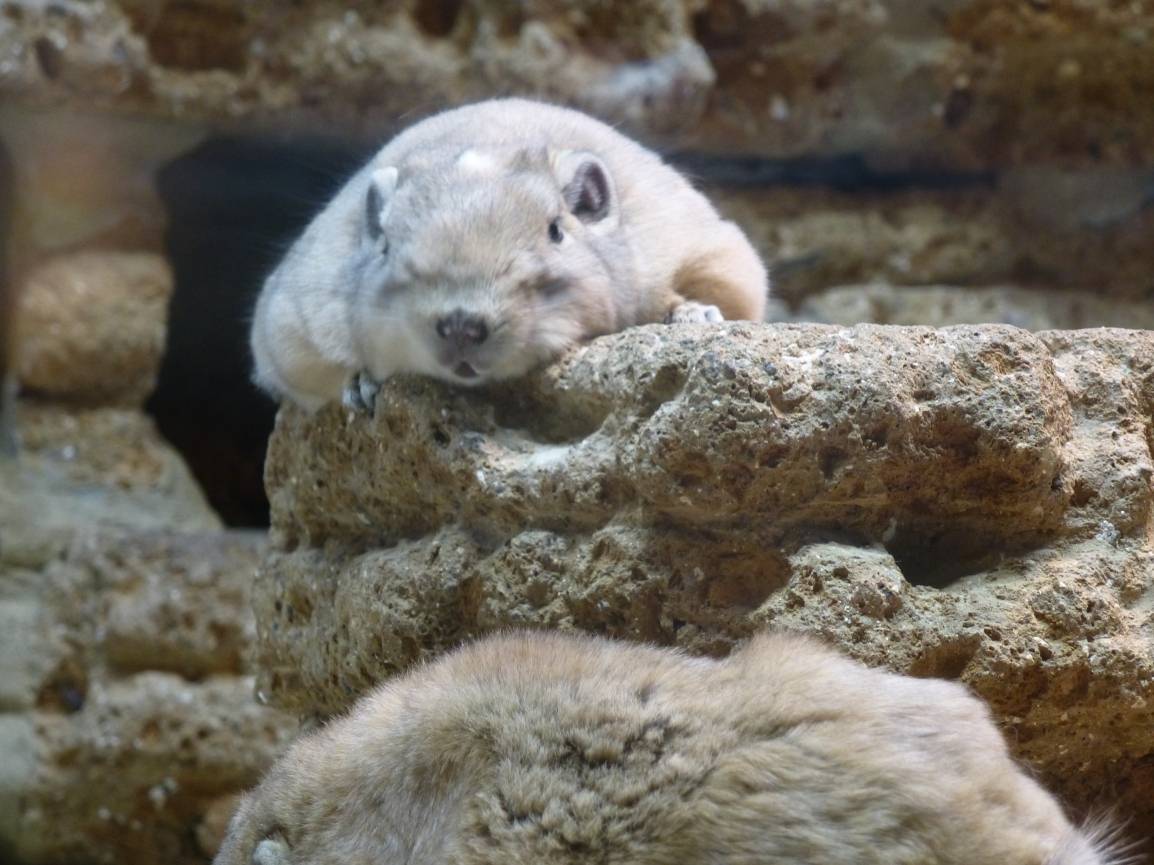 Chillt noch bis die Besucher kommen: Ein Gundi. 