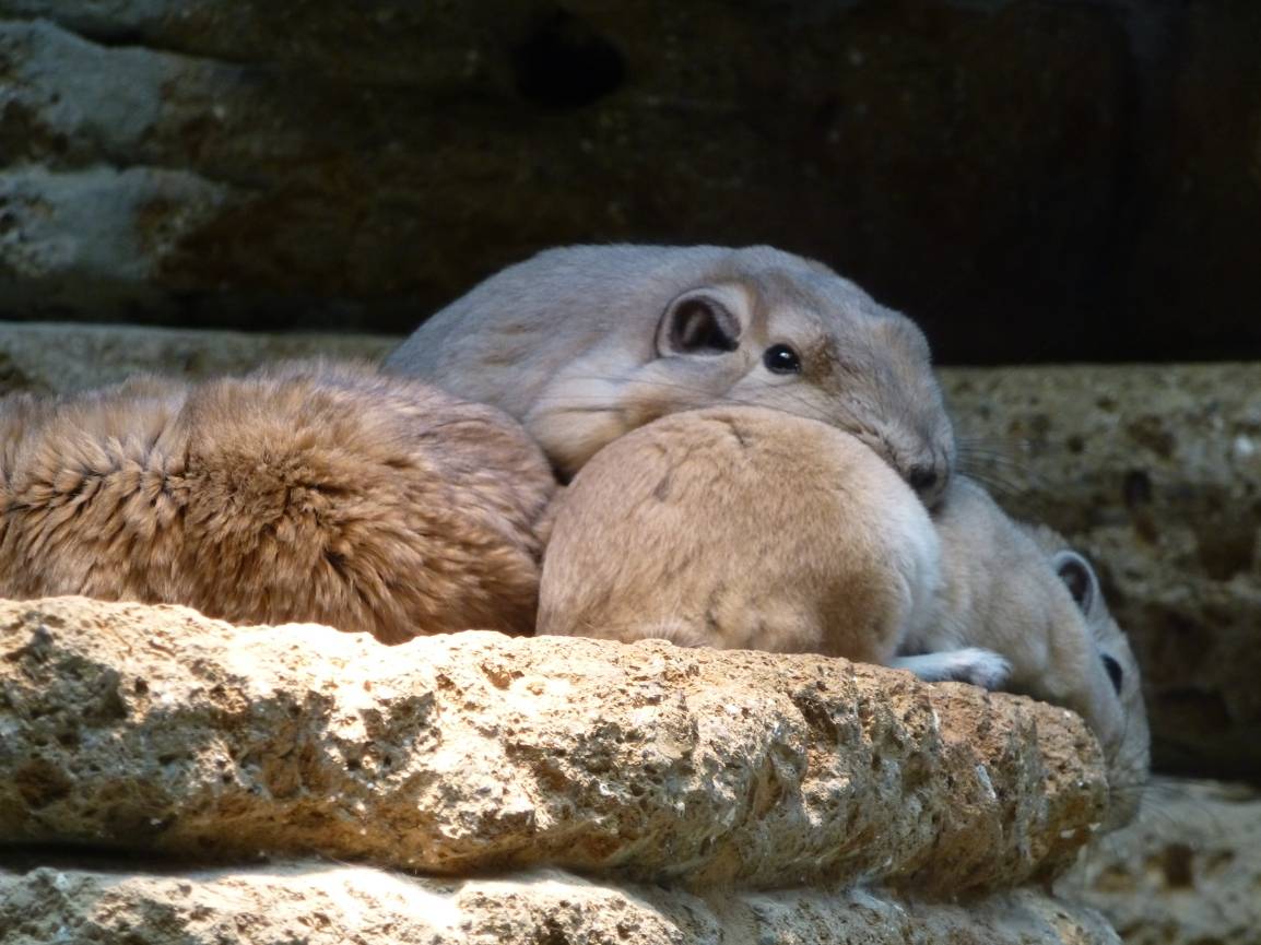  Gruppen-Kuscheln bei den Gundis. 